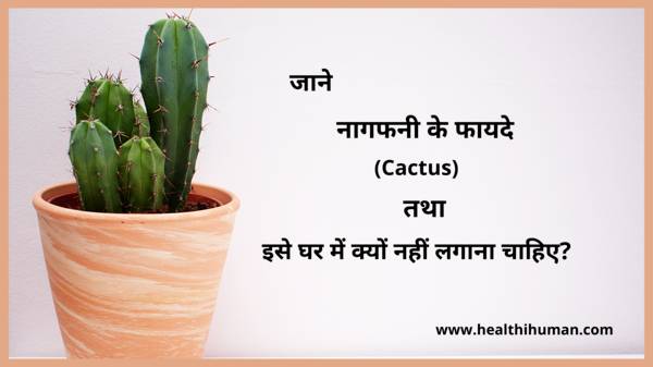 cactus-nagfani-ke-fayde-benefits-in-hindi