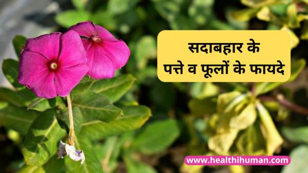sadabahar-ke-fayde-leaves-flower-benefits-in-hindi