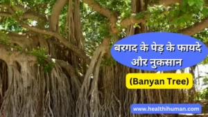 Read more about the article बरगद के पेड़ के 23 फायदे और नुकसान | Bargad Ke Ped Ke Fayde